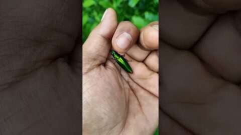 It is the Smaller shiny jewel beetle part2#b#shortvideo 🪲🪲🪲#shortvideo